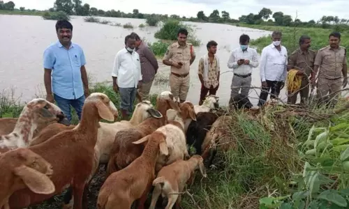 Hundreds of Sheeps Trapped in Manjira River Hundreds of Sheeps Trapped in Manjira River