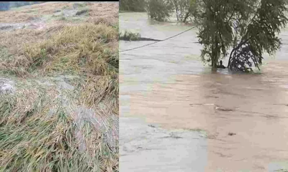 1200 Acres of Crops Damaged  in Adilabad Due to Heavy Rains
