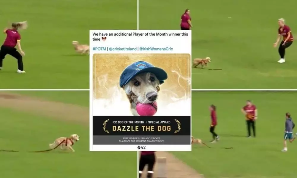ICC Announced Dog Of The Month Award
