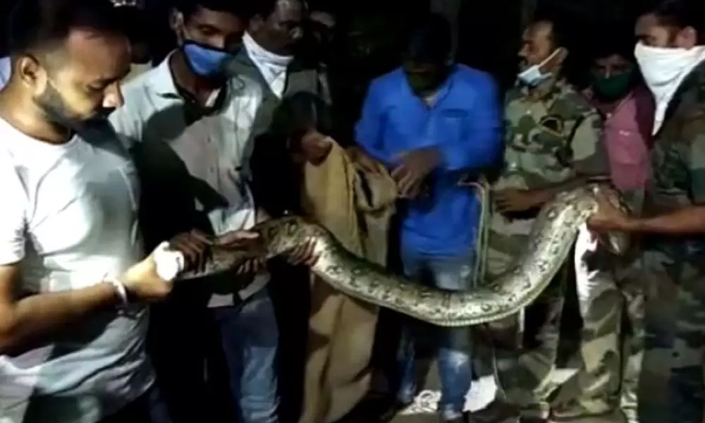 People Tension With Huge Indian Rock Python in Odisha