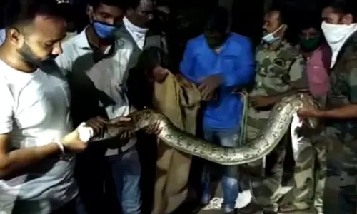 People Tension With Huge Indian Rock Python in Odisha People Tension With Huge Indian Rock Python in Odisha