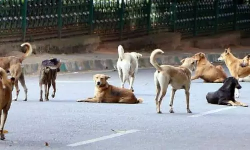 GVMC Proposal to Set up Dog Park in Visakhapatnam GVMC Proposal to Set up Dog Park in Visakhapatnam