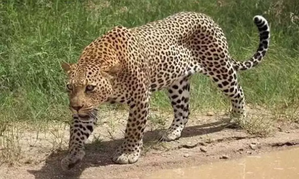 Cheetah Wandering Tension to Kamareddy Farmers