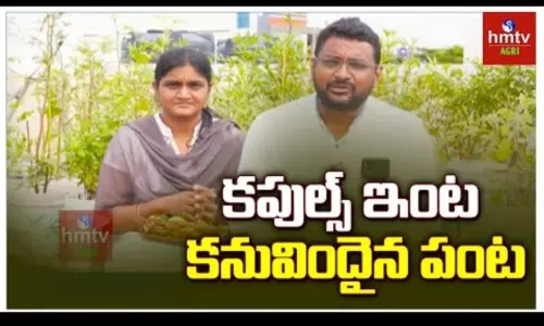 Terrace Gardening by Dammaiguda Couples