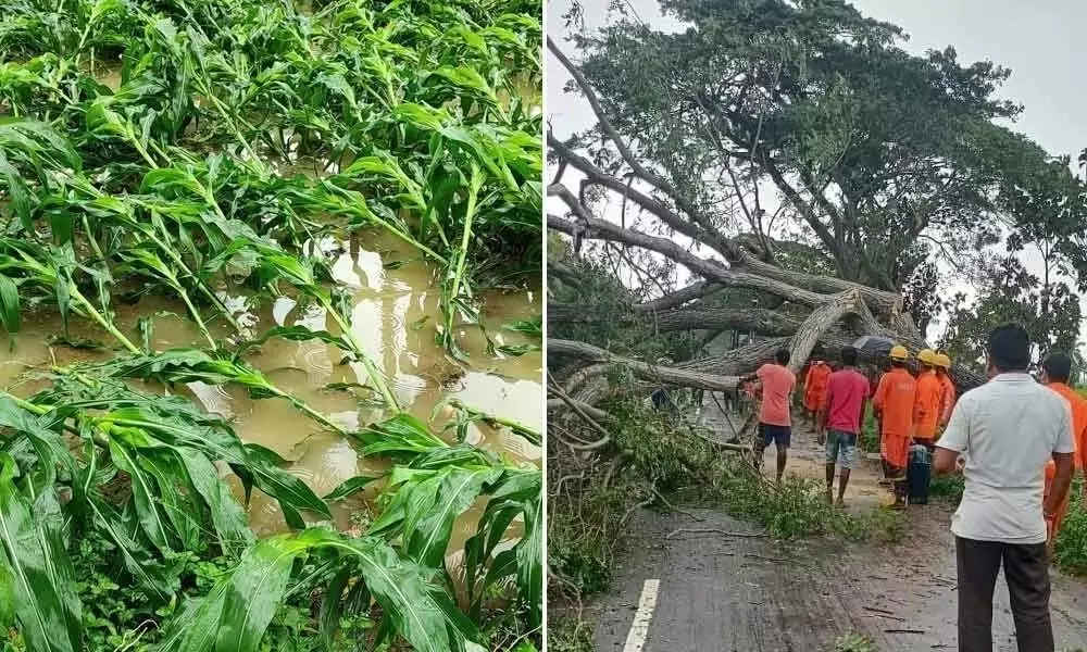 Gulab Cyclone Effect on Crops in Srikakulam District