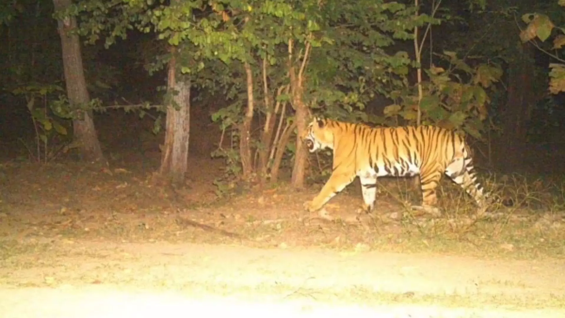 Leopard Roaming in the Surrounding Area of Manjeera in ​​Kamareddy District