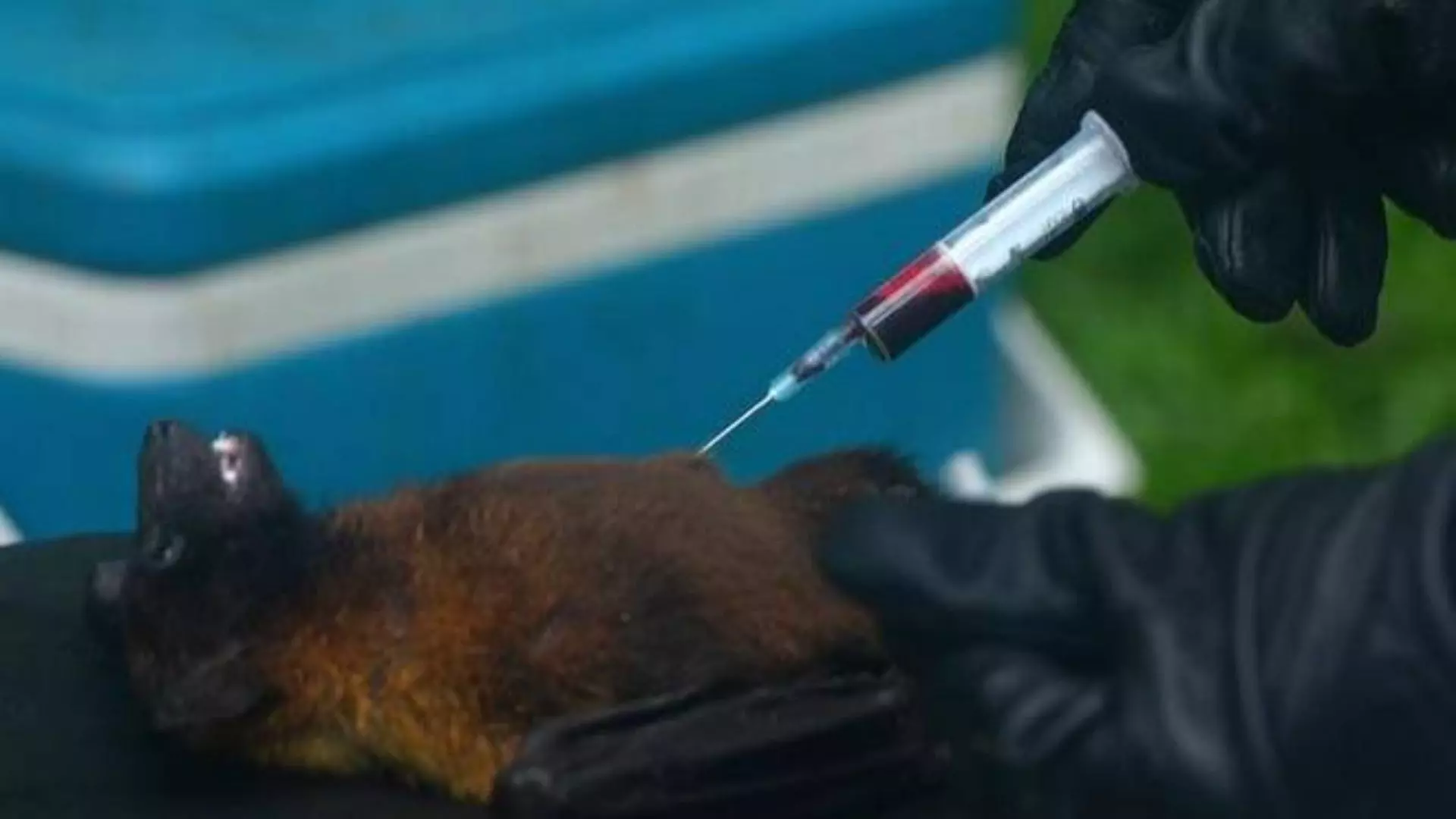 Nipah Virus Identified in Bats at Kerala Now Research is Going on About the Spread of Virus