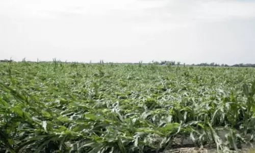 Corn Crop Damaged Heavily in Srikakulam District by Gulab Cyclone