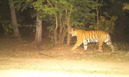 Leopard Roaming in the Surrounding Area of Manjeera in Kamareddy District Leopard Roaming in the Surrounding Area of Manjeera in Kamareddy District