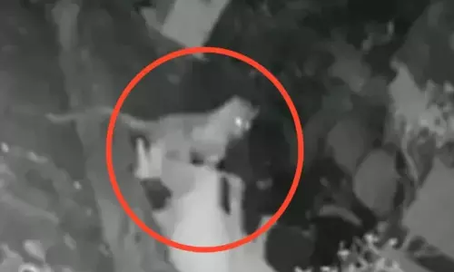 Woman Fights With Leopard In Mumbai Woman Fights With Leopard In Mumbai