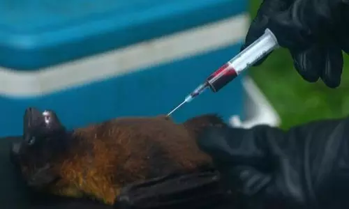 Nipah Virus Identified in Bats at Kerala Now Research is Going on About the Spread of Virus