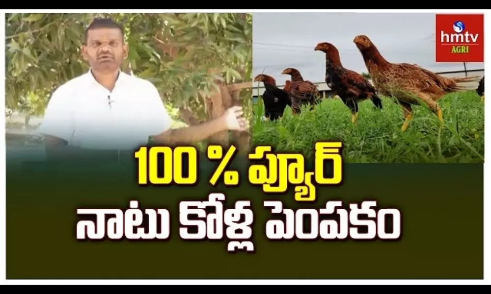 Country Chicken Farming By Farmer Vasu