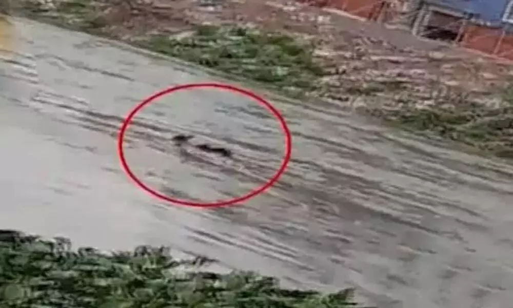 Due to Heavy Rains in Hyderabad Dead Bodies Floating in the Drainage Rivers