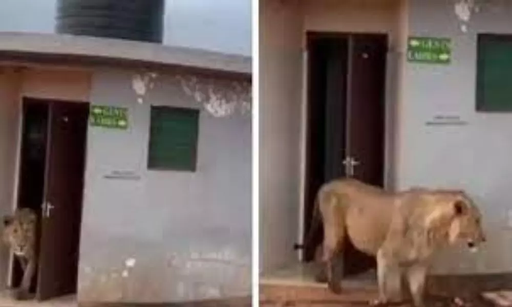 Lion Coming From Public Toilet  Video Goes Viral