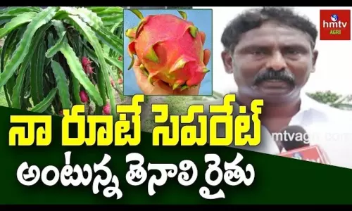 Dragon Fruit Farming Farmer Naga Sai Success Story Dragon Fruit Farming Farmer Naga Sai Success Story