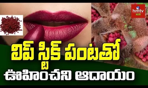 Lipstick Crop Cultivation  by Farmer Jampala Rao
