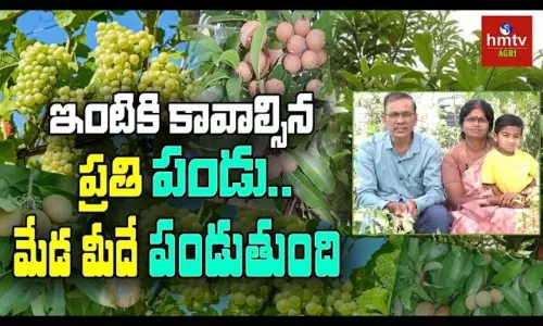 Terrace Gardening by Surya Prabhavathi