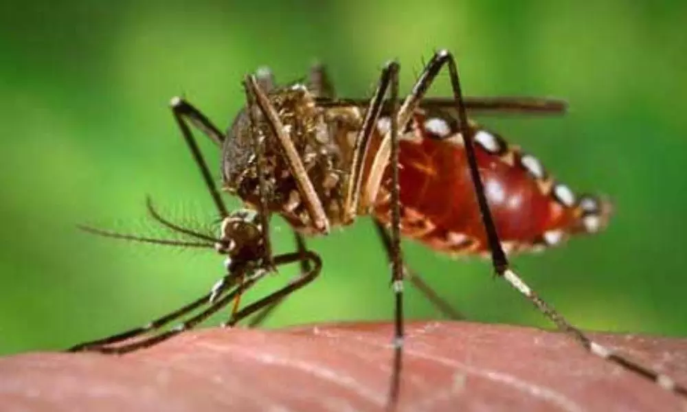 Seasonal Diseases and Dengue Cases Increasing In Delhi | National News Today