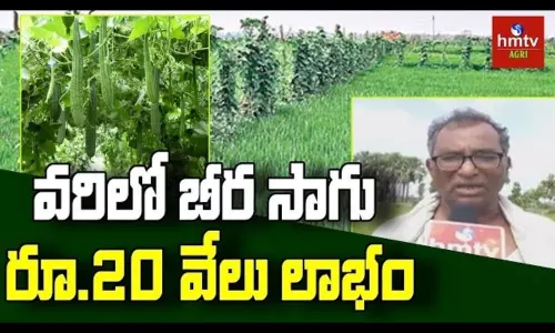 Ridge Gourd Cultivation in Kistampet Village