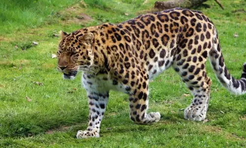 Cheetah Wandering in Nirmal District
