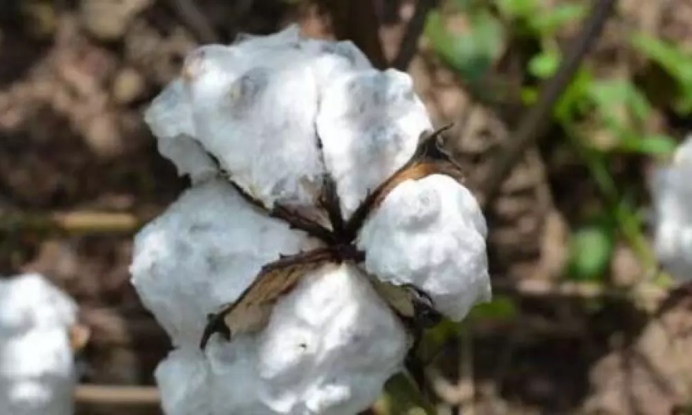 Cotton Crop Loss in Adilabad Due to Heavy Rains