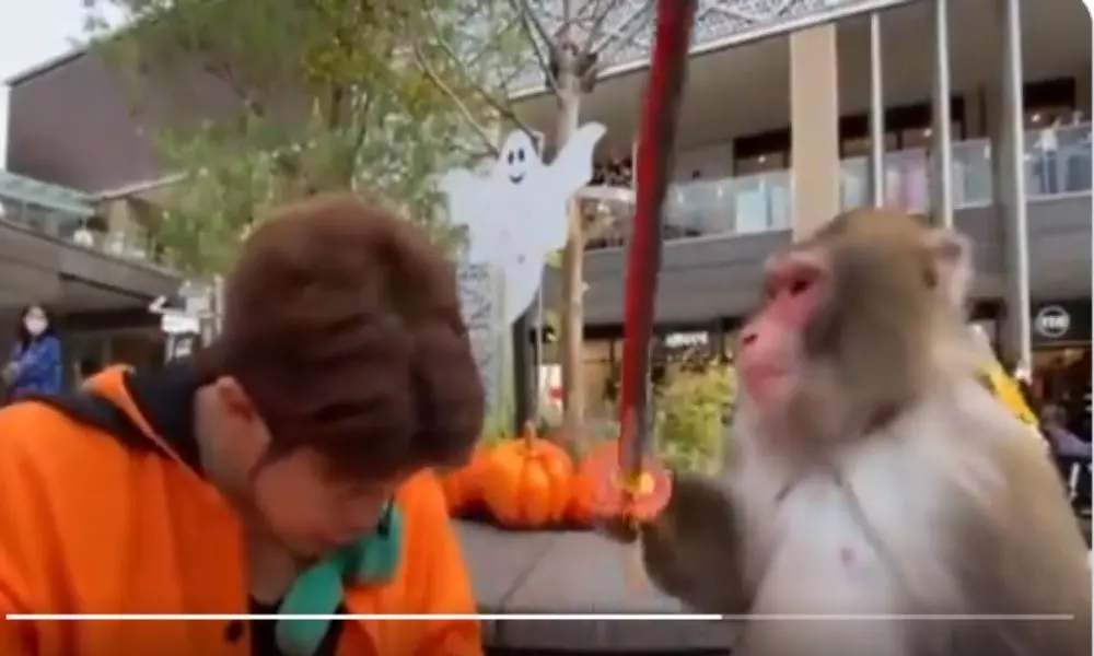 Monkey who hit his by Stick During Training Viral Video