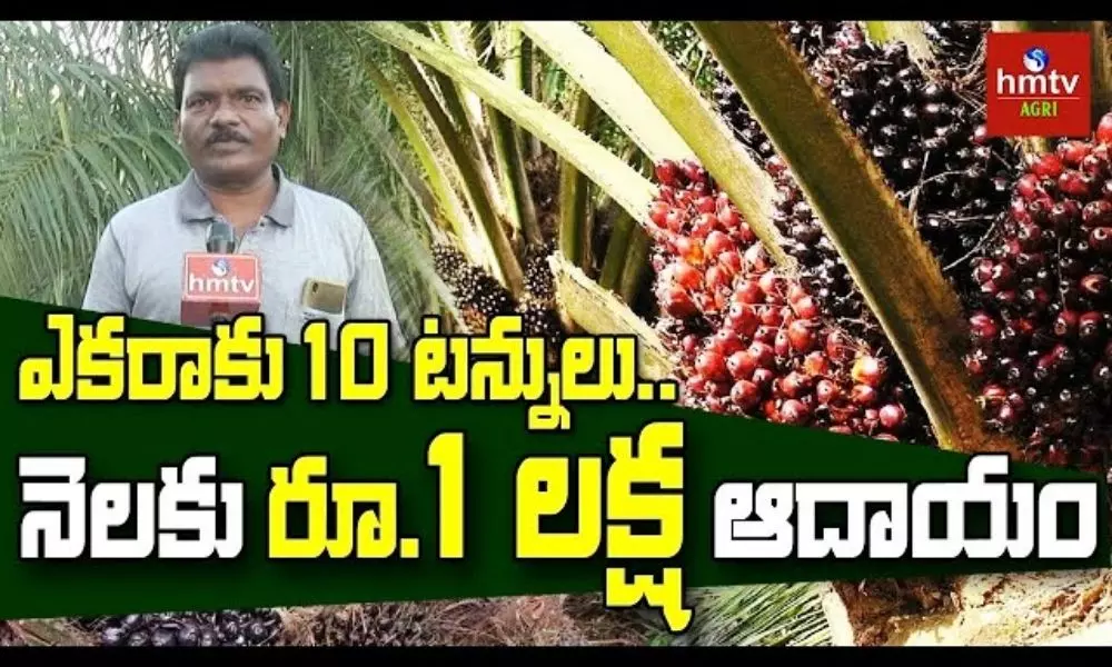 Palm Oil Cultivation Experience Of A Successful Farmer