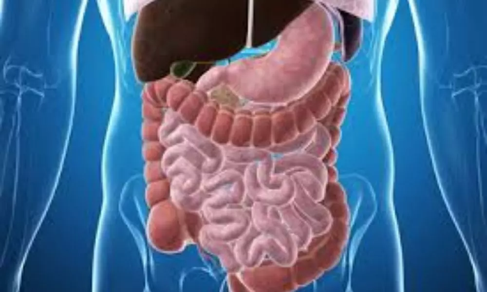 These are the 5 Things that Make the Digestive System Strong