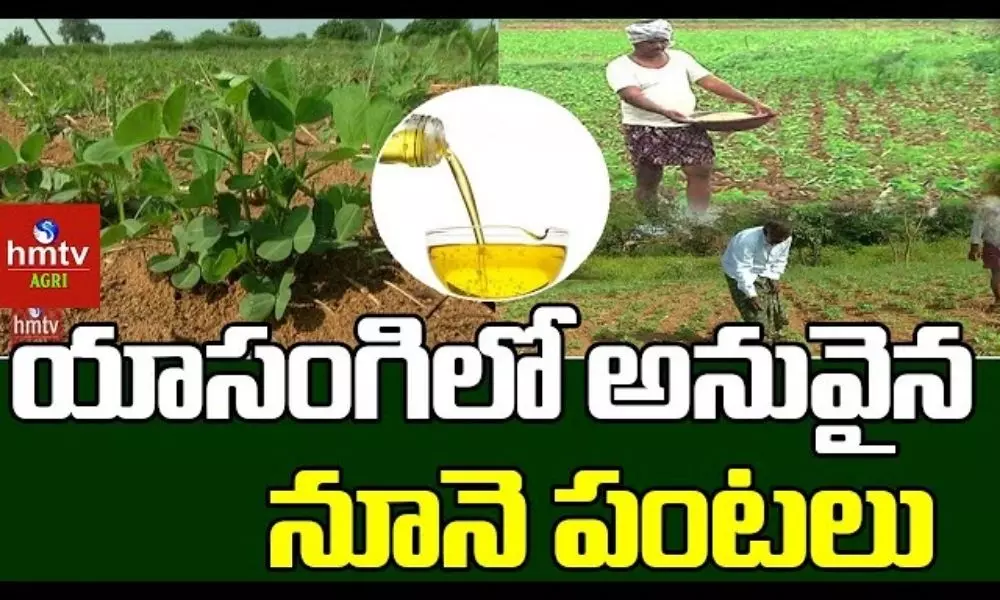 Suitable Oil Crops in Yasangi