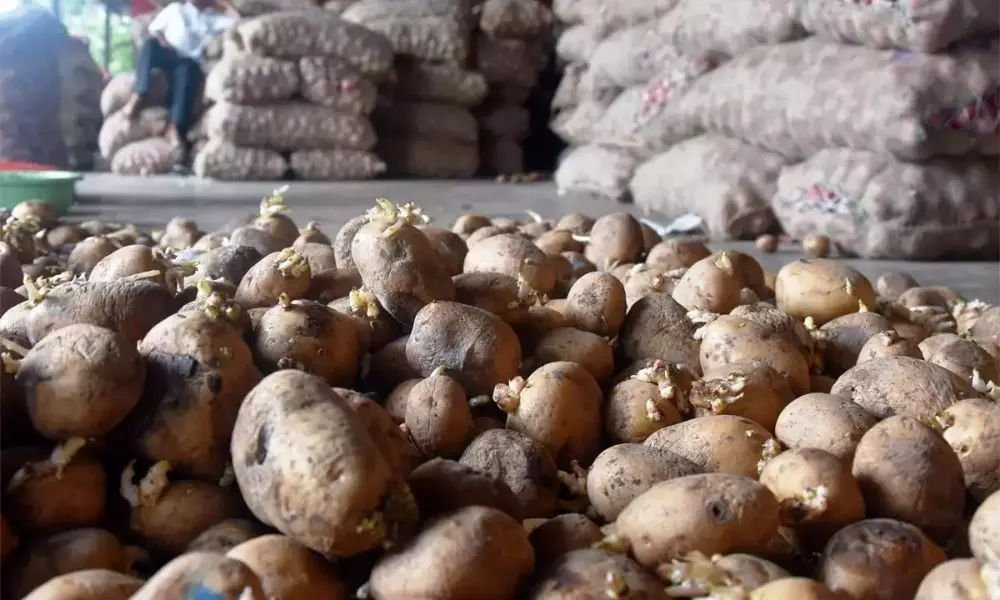 4 lakh Rupees Potato Seeds Damaged due to Negligence of Officers in Mominpet Vikarabad District