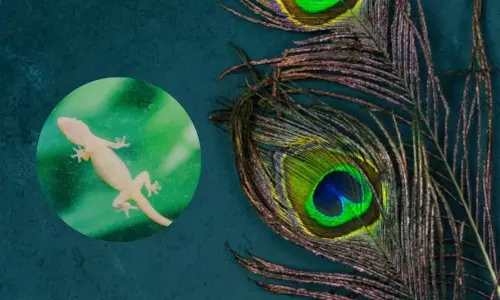 Peacock Feathers: నెమలి ఈకలకు బల్లులు నిజంగానే భయపడుతాయా..!