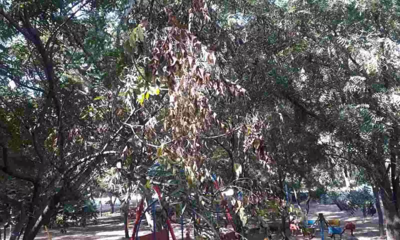 Dieback Disease Plagues Neem Trees in Warangal