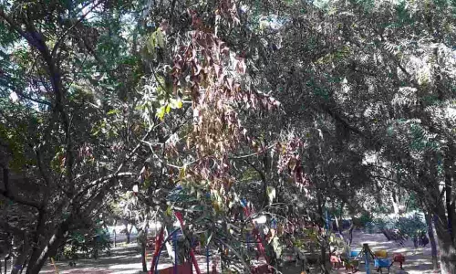 Dieback Disease Plagues Neem Trees in Warangal Dieback Disease Plagues Neem Trees in Warangal