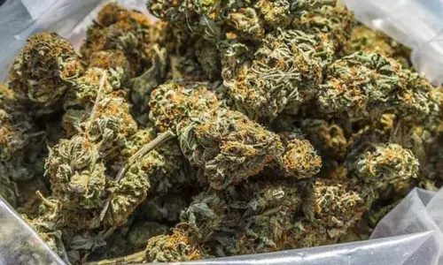 Ganja: స్మార్ట్ సిటీ కేంద్రంగా గంజాయి చీకటి సామ్రాజ్యం Ganja: స్మార్ట్ సిటీ కేంద్రంగా గంజాయి చీకటి సామ్రాజ్యం