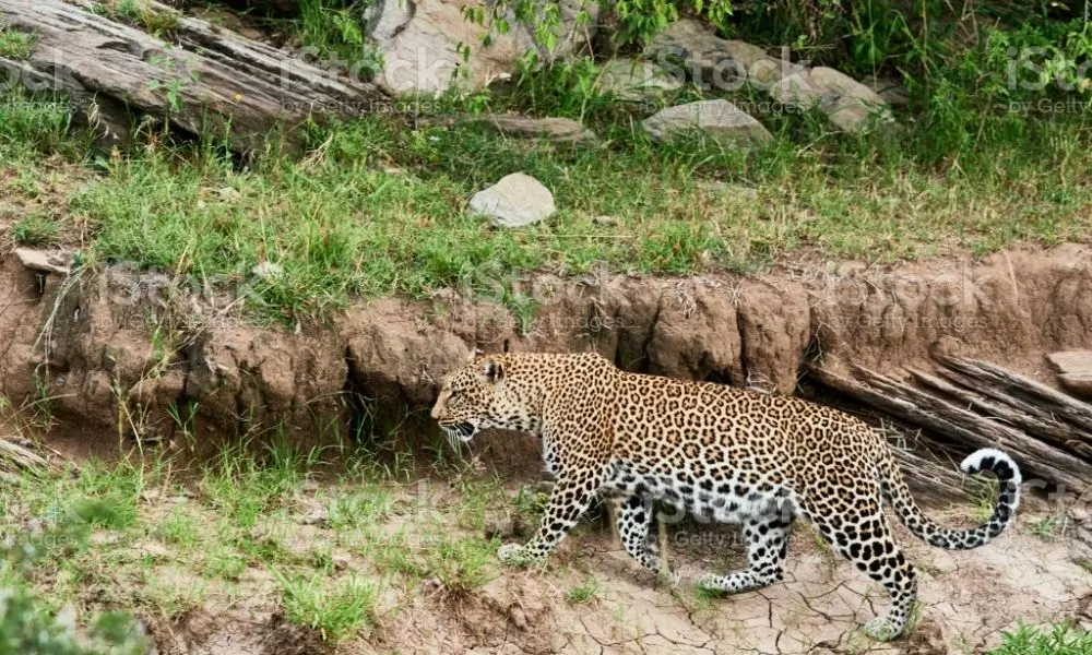 Leopard Wandering in Nizam sagar Kamareddy District