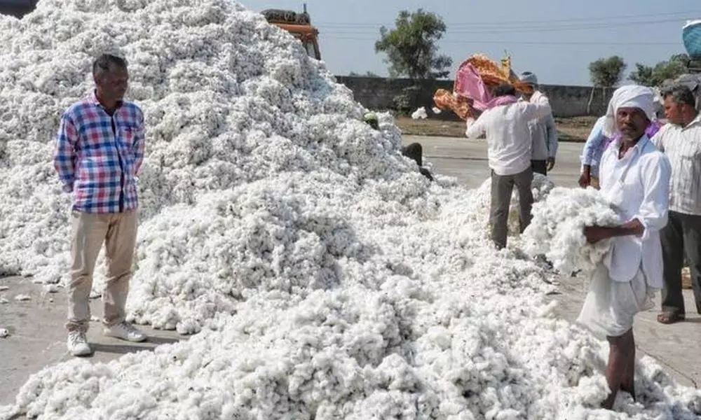 Break to Cotton Purchases in Adilabad District