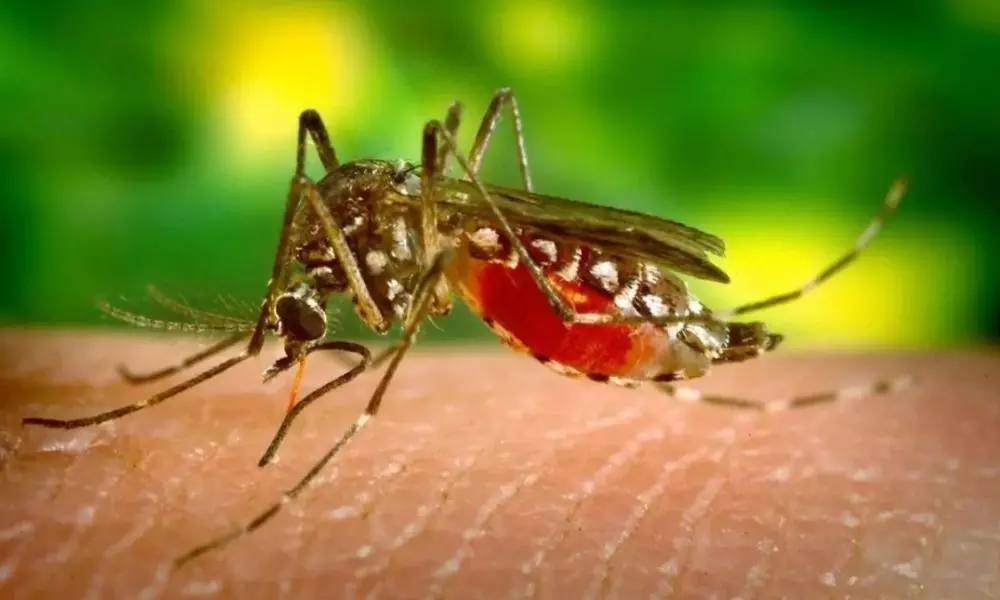 If These Symptoms Appear it is Only Dengue