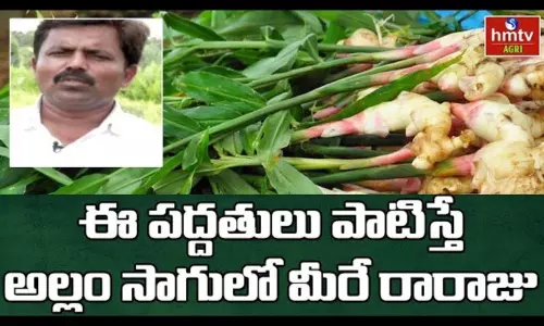 Ginger Cultivation, Growing & Harvesting Ginger Cultivation, Growing & Harvesting