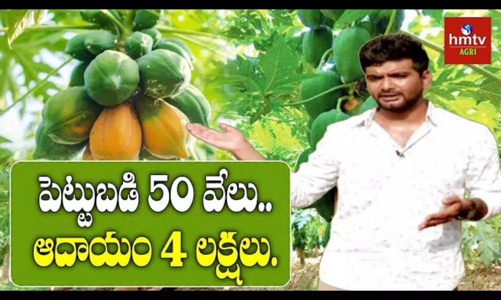 Huge Profits With Papaya Cultivation