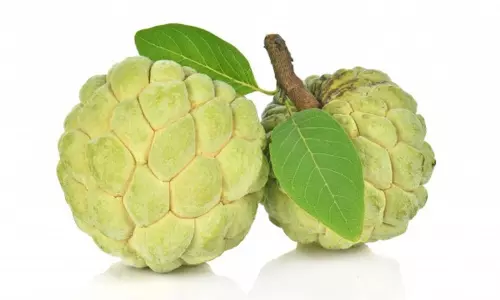 The Health Benefits of Custard Apple are Very Good
