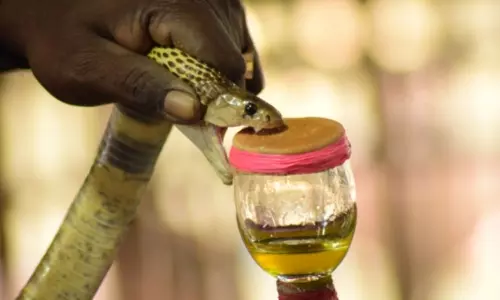 Snake Venom is in High Demand in the International Market