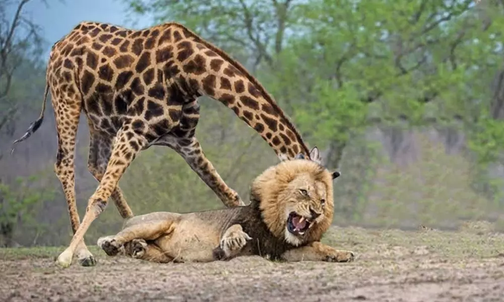 Giraffe Giving Gouty Shock to Lion Viral Video | How do Giraffes Fight Lions?