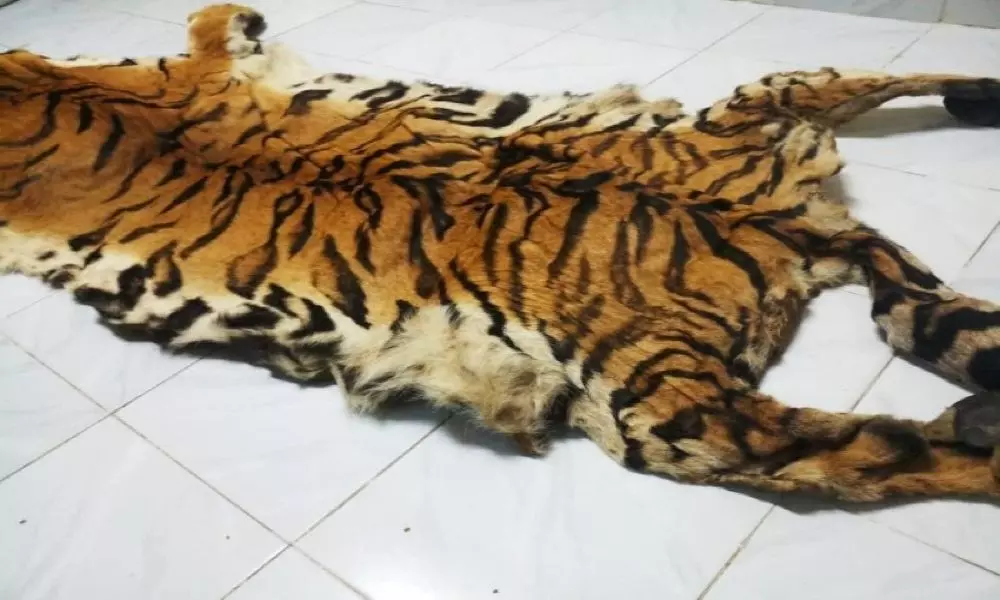 Tiger Skin Found in Adilabad District Kagaznagar