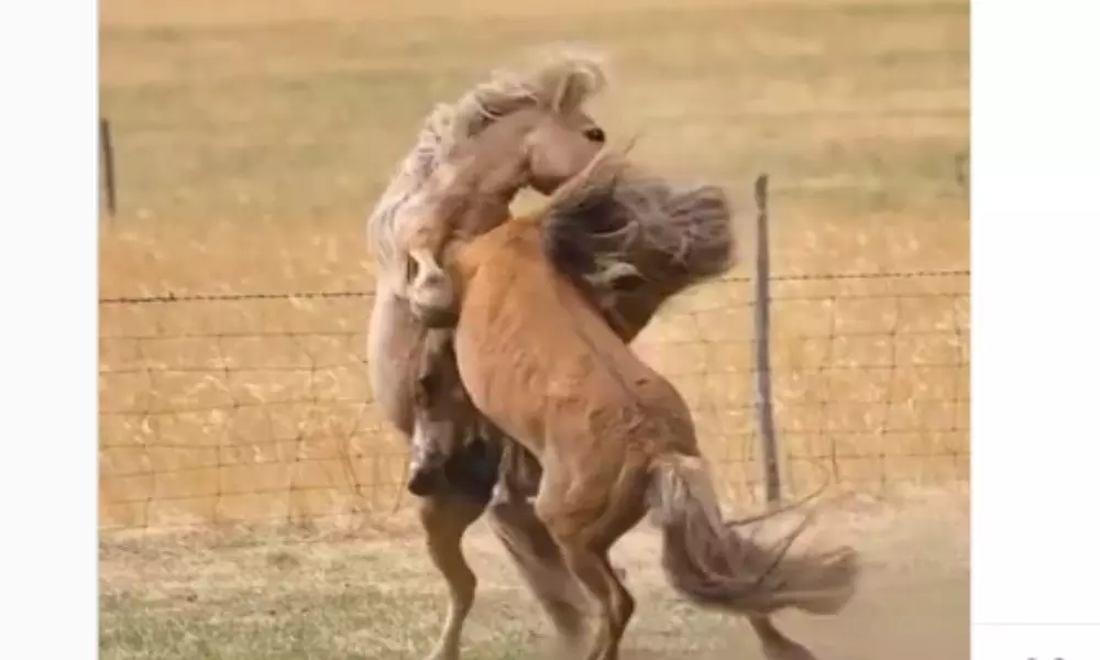 Have you Ever Seen a Fight Between two Horses Viral Video