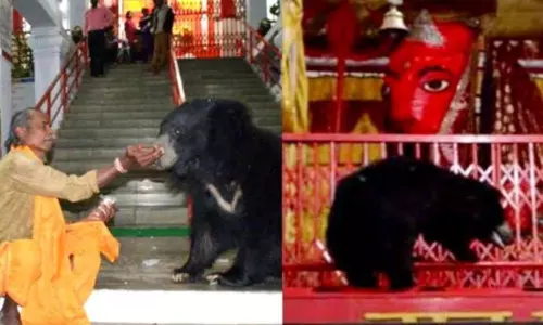 Chandi Mata: పూజారి గంట కొట్టగానే పరిగెత్తుకుంటూ వస్తున్న ఎలుగుబంట్లు