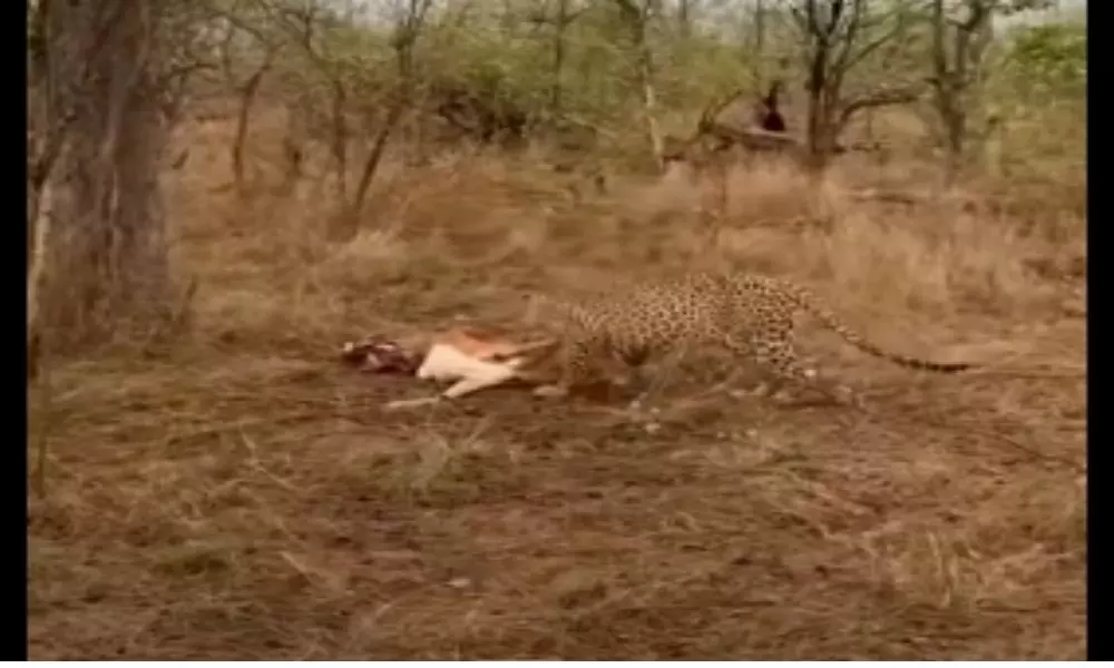 A Carved Leopard Holding a Hunted Deer Viral Video