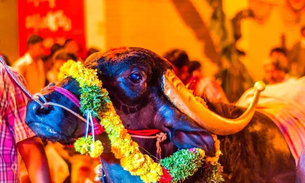 Sadar Festival 2021 Celebrations Going on in Hyderabad | Telugu Online News