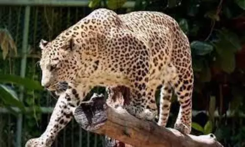 Leopard Wandering At Tirupati First Ghat Road Mokalla Parvatam | AP Latest News Leopard Wandering At Tirupati First Ghat Road Mokalla Parvatam | AP Latest News
