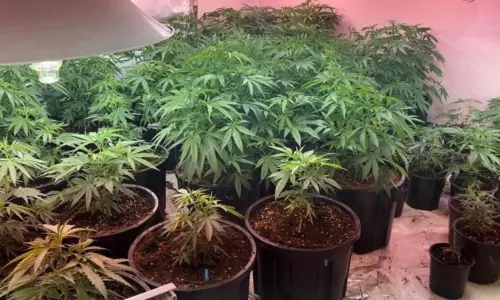 Police Arrested People Growing Cannabis Plants in Seven Large Pots at Yapral Rachakonda Commissionarate