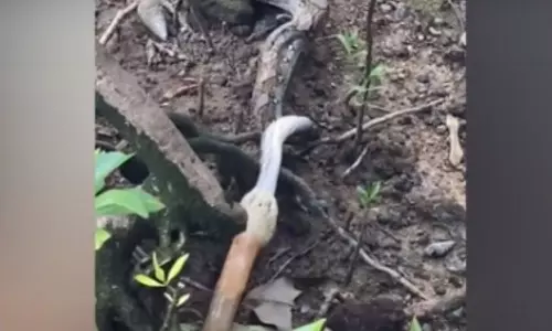 Fierce Battle Between Cobra and Python Viral Video